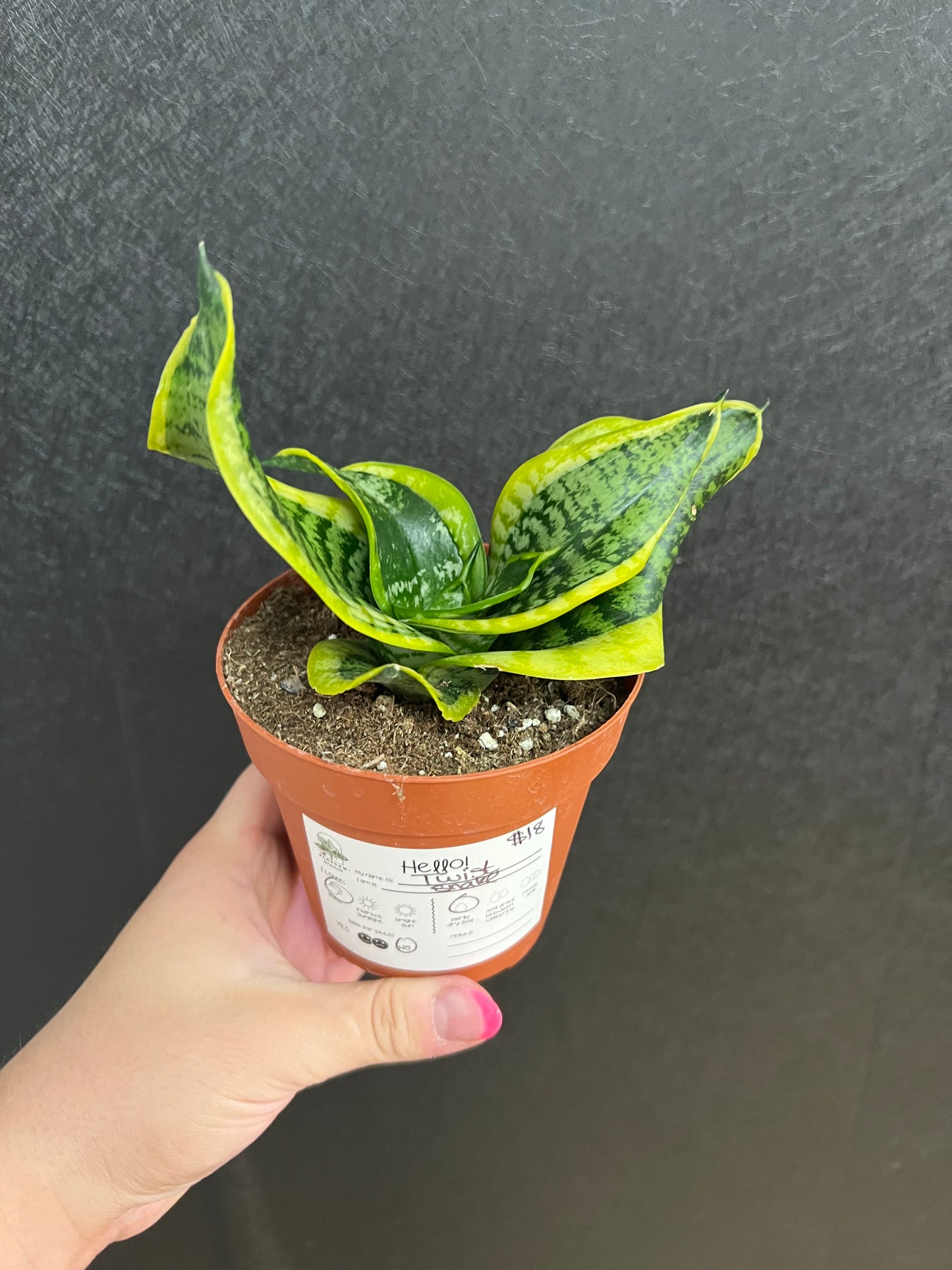 Twist Snake Plant 4in