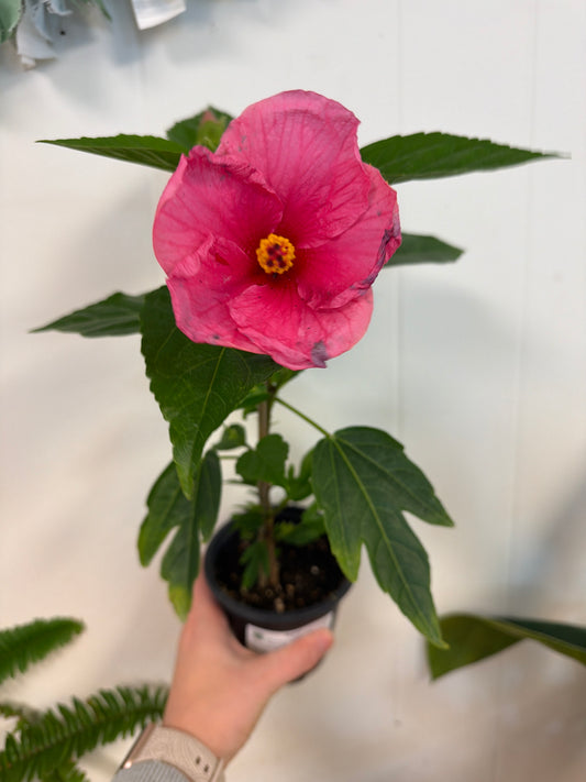 Hibiscus, Various 4in