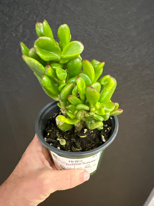 Coral Crassula Ovata