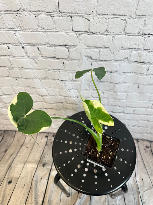 Alocasia Mickey Mouse