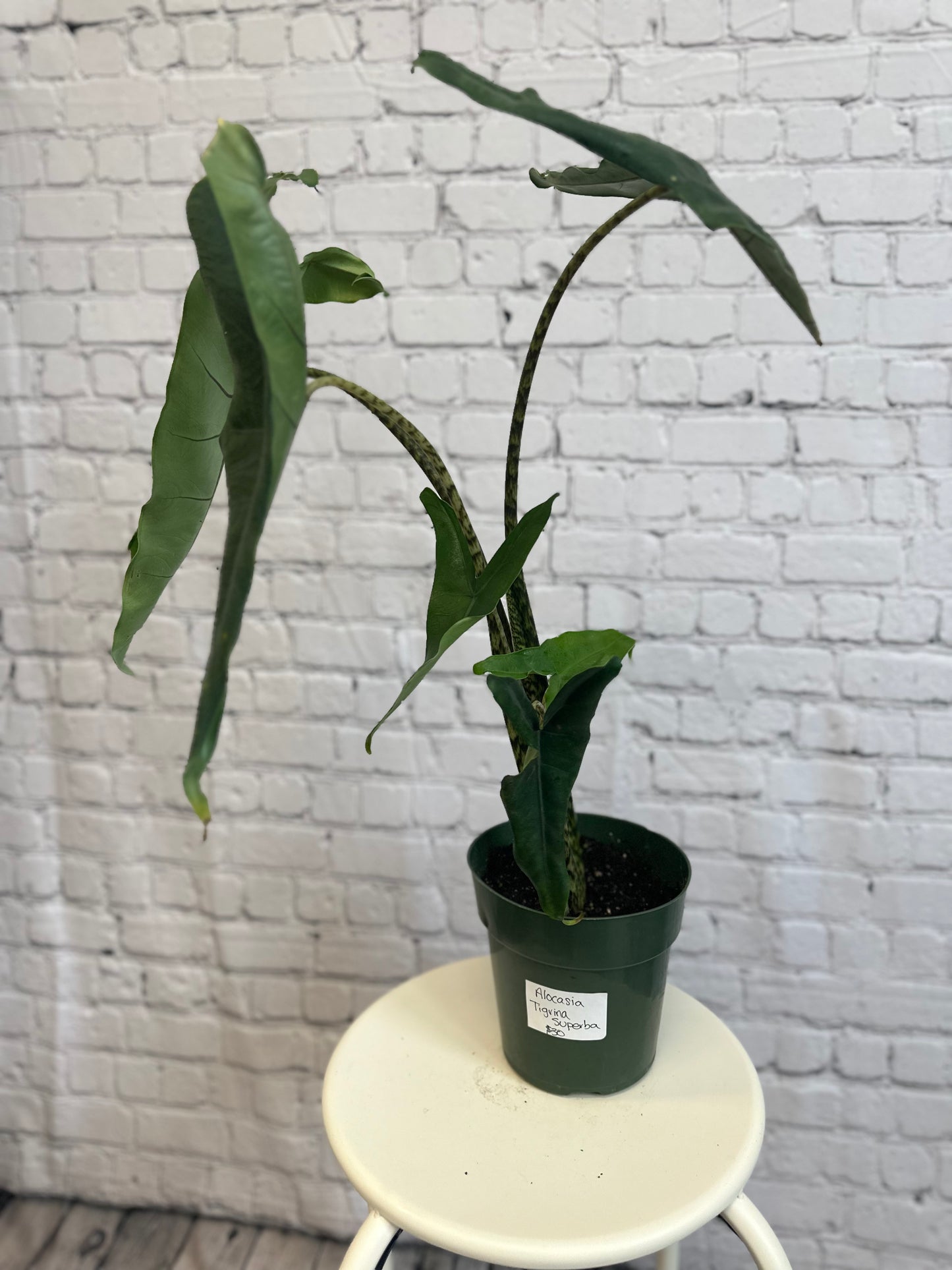 Alocasia Tigrina Superba