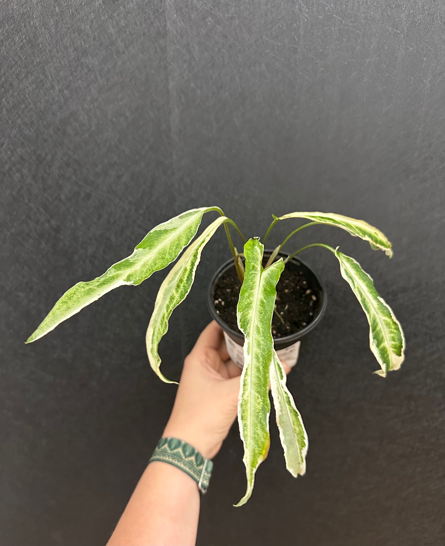 Syngonium Ngern Laima, Variegated 4in