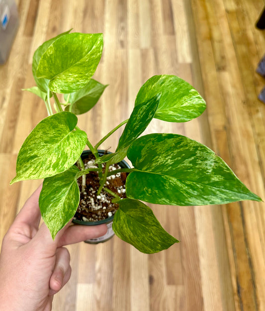 Marbled Jessenia Pothos -4in