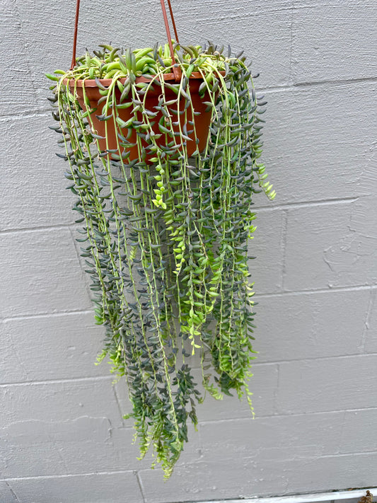 String of Bananas 8in