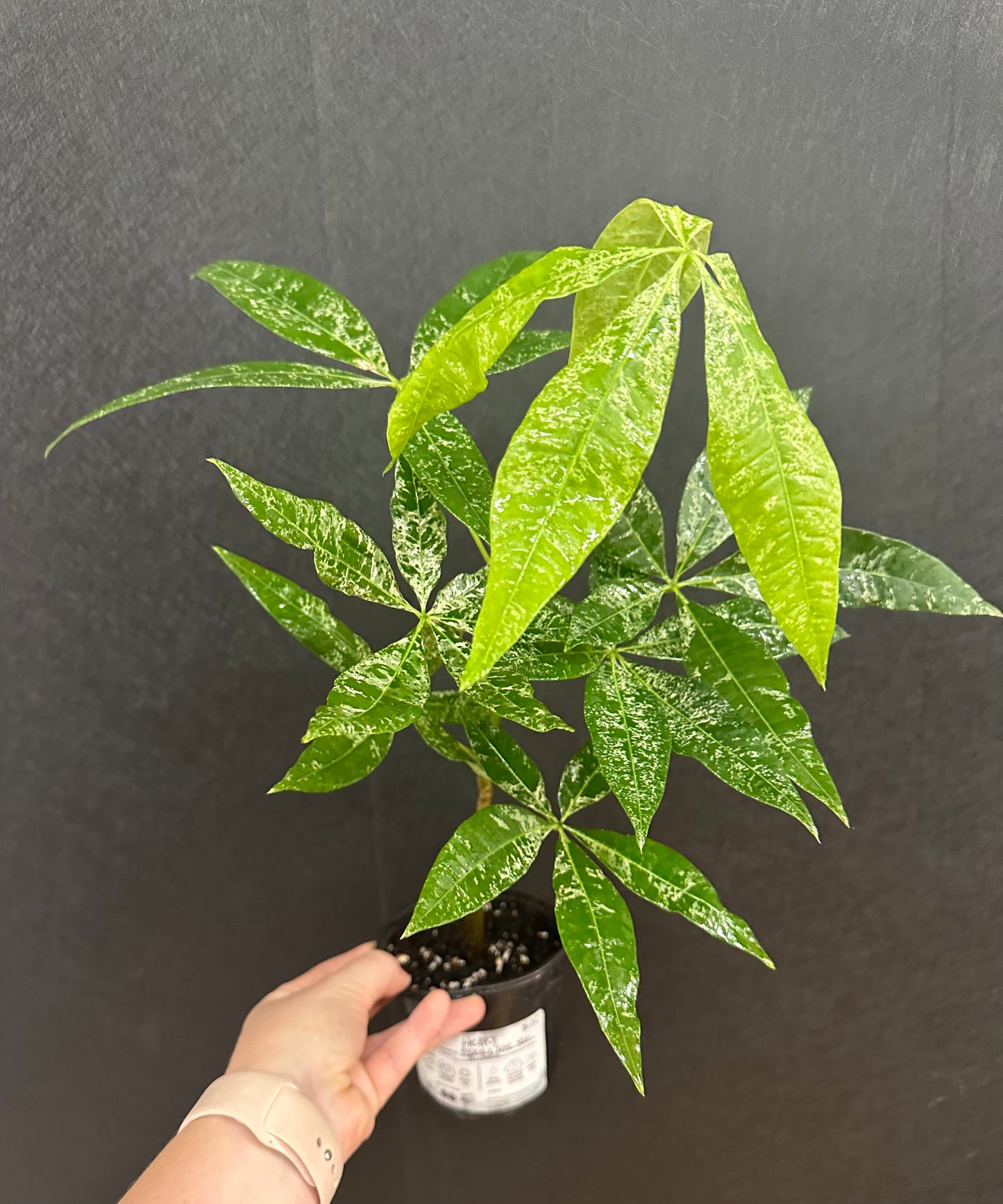 Money Tree Variegated 4in
