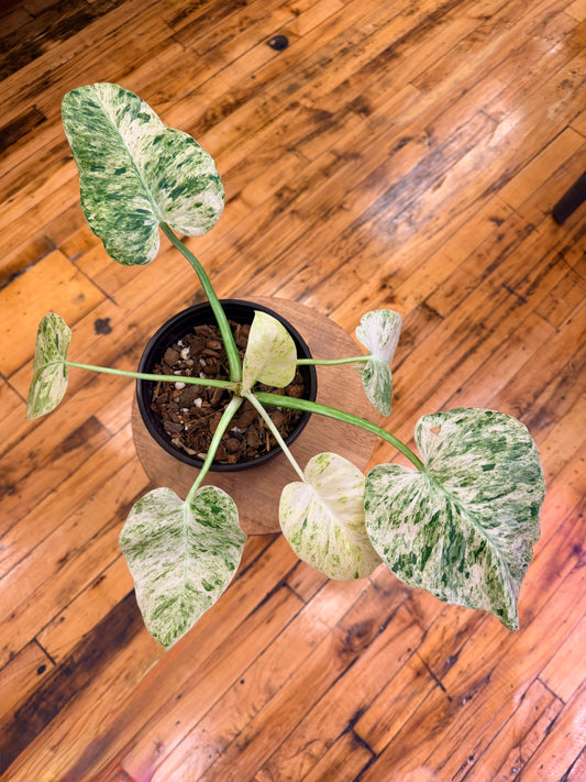 Philodendron Blizzard 6in