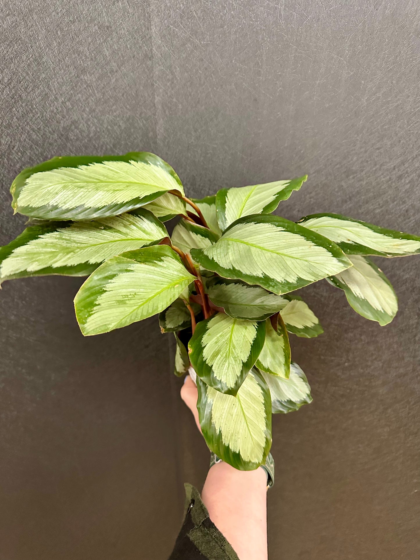 Picturata Calathea 4in