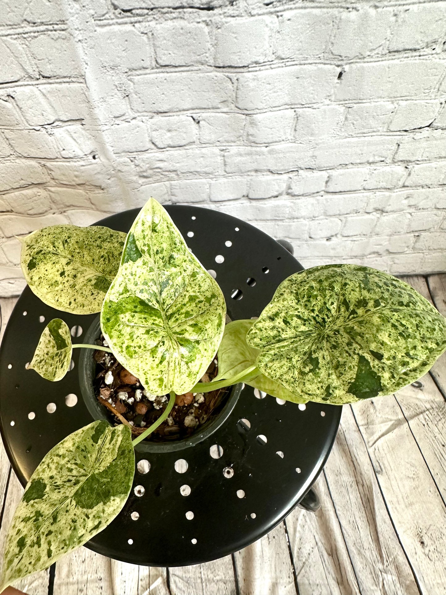 Alocasia Dragon Scale Mint, Var. 4in