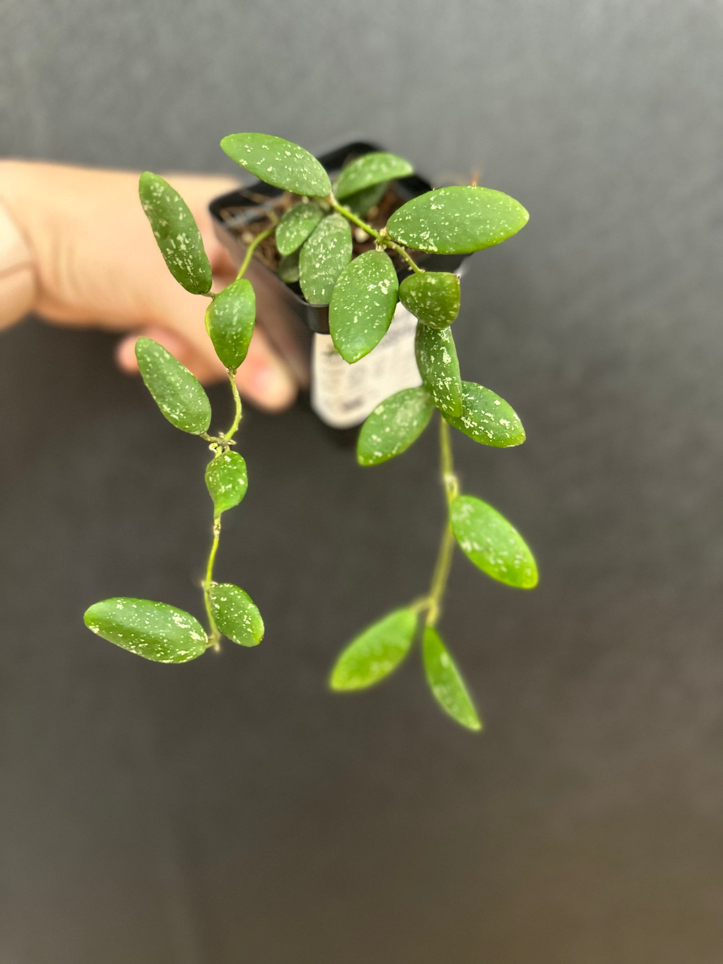 Hoya LV9 3in
