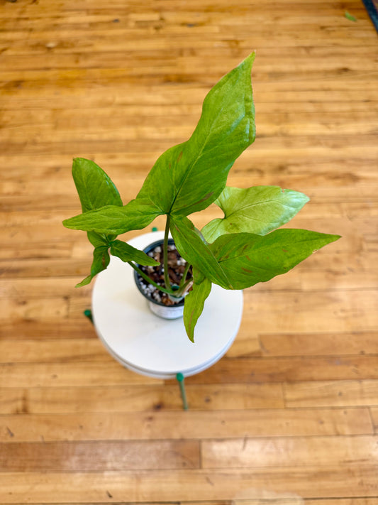 Syngonium Orm Pagnum 4in