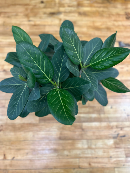 Ficus Audrey 8in
