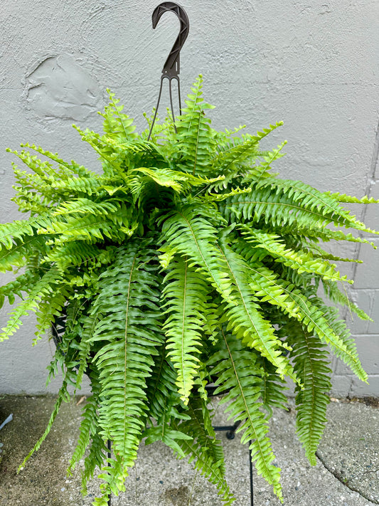 Boston Fern 11in