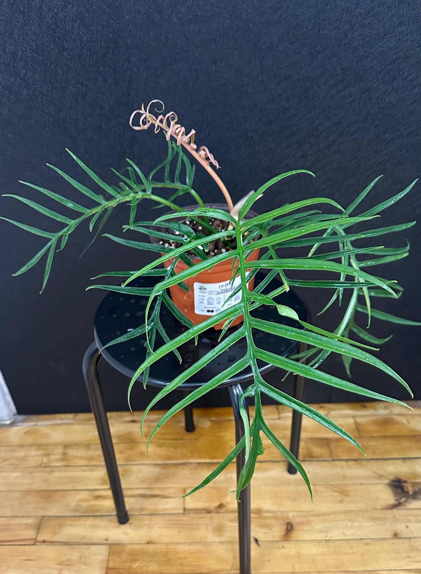 Philodendron Tortum 6in