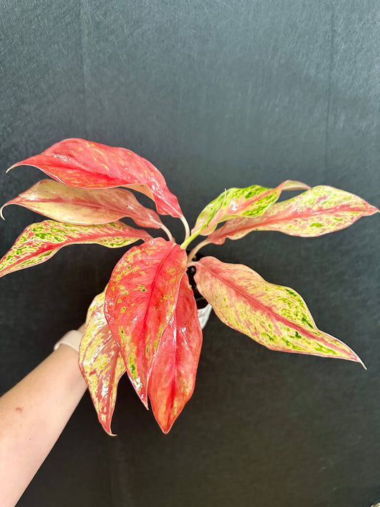 Pink Butterly Aglaonema 4in