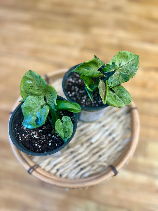 Syngonium Green Splash 4in *high color*