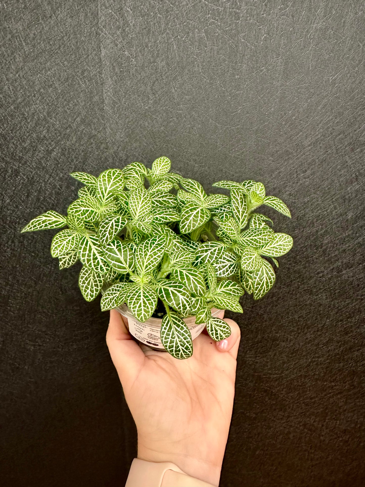 White Angel 4in Fittonia Albivenis