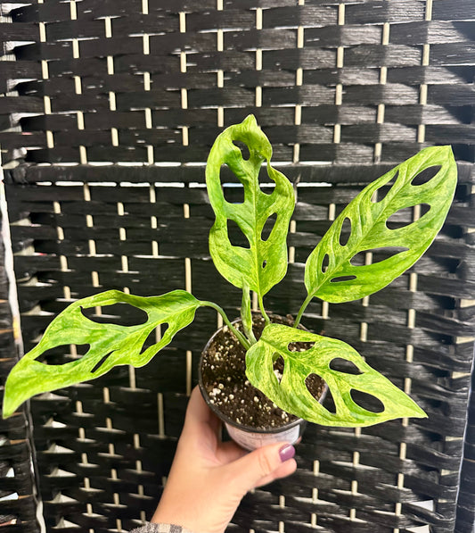 Monstera Adansonii Indonesian Mint 4in