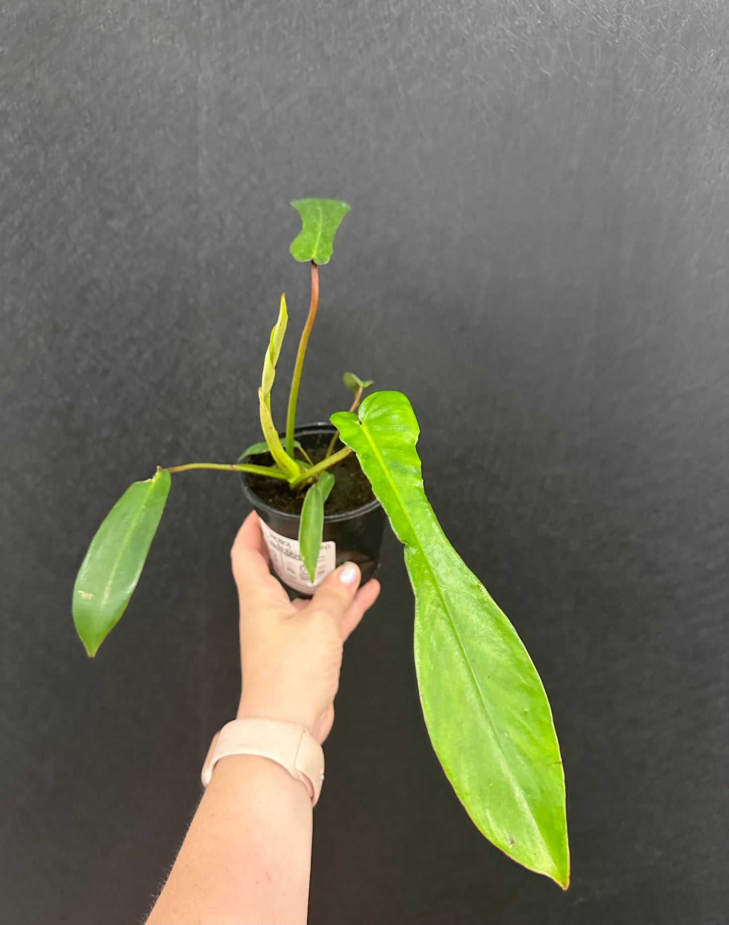 Philodendron Joepii 4in