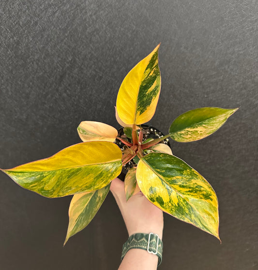 Philodendron Red Congo ‘Red Hot’ 4in