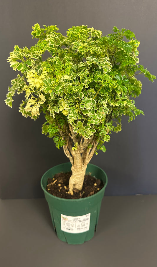 Aralia Ming, Variegated 6in