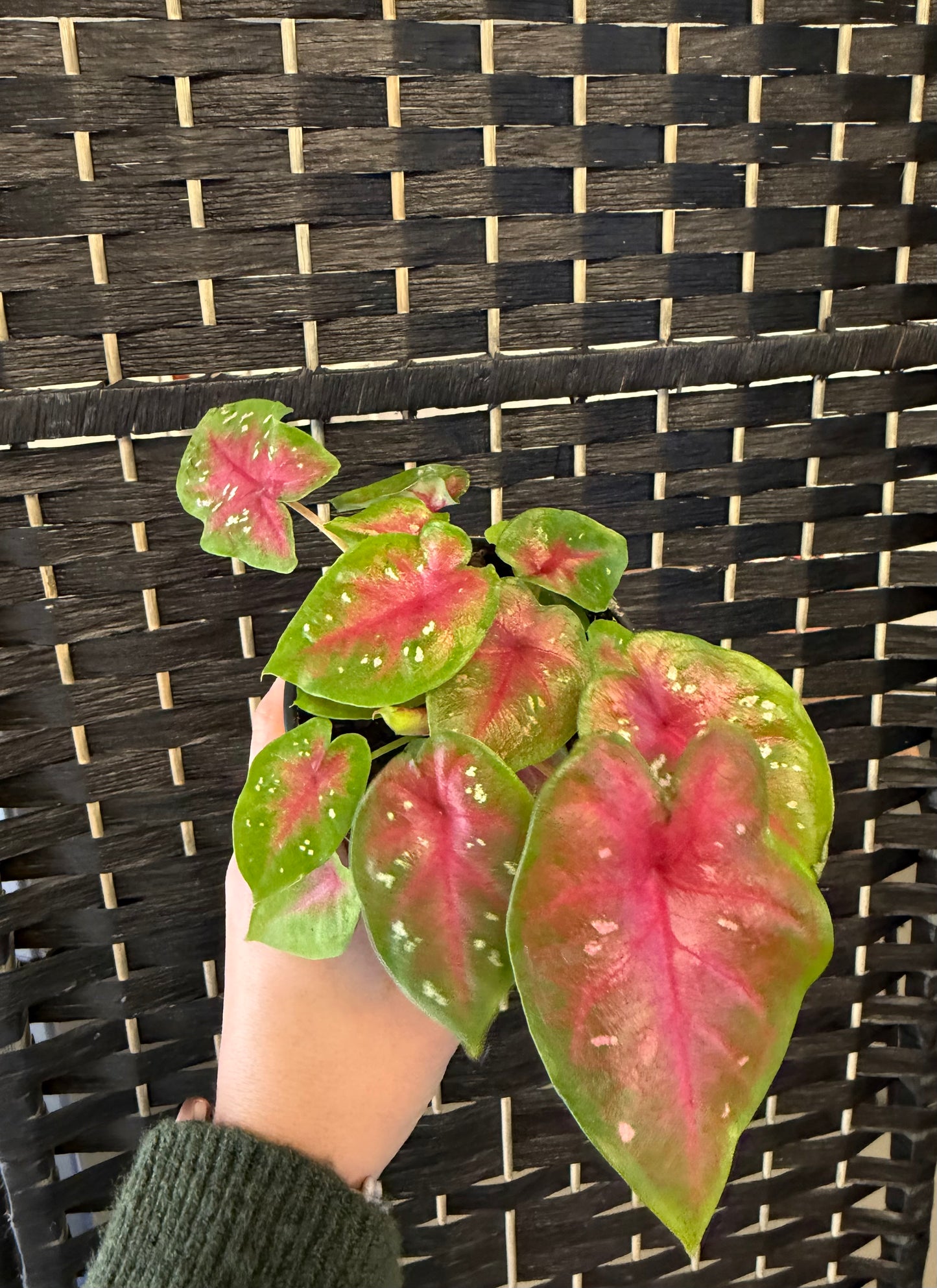 Pretty Pink Caladium 4in