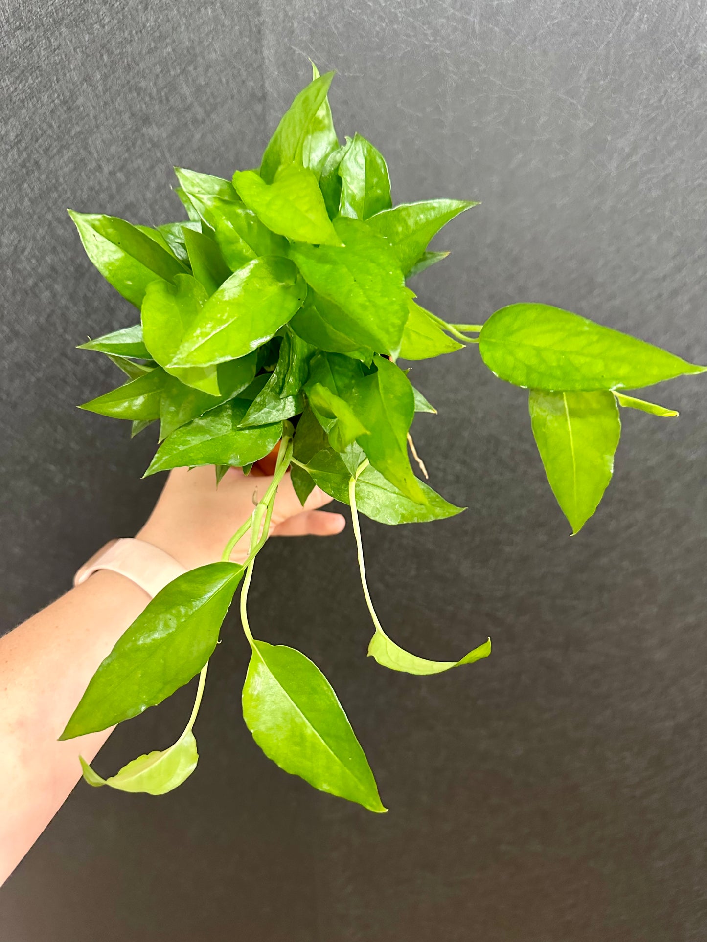 Skeleton Key Pothos 4in