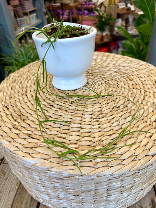 Hoya Linearis 4in