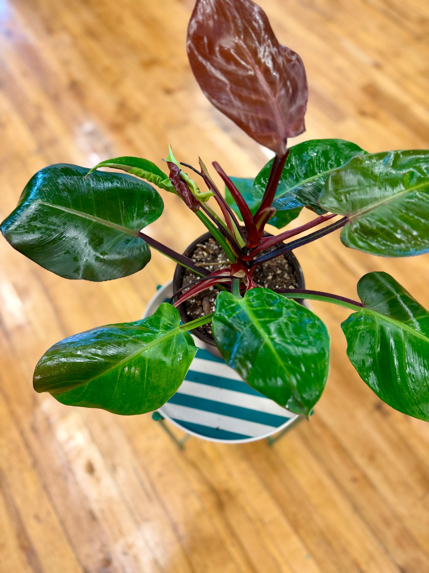 Yellow Flame Philodendron 6in