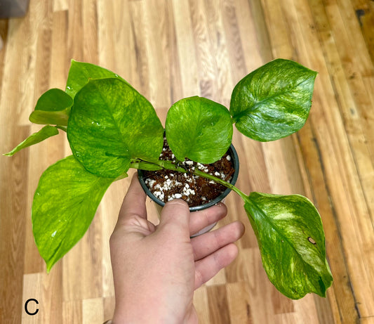 Olivia Pothos 4in epipremnum aureum