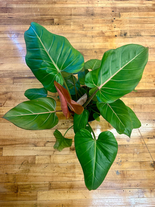Philodendron Summer Glory 1gallon