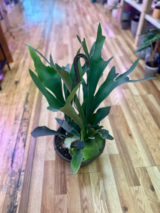 Staghorn Fern Basket