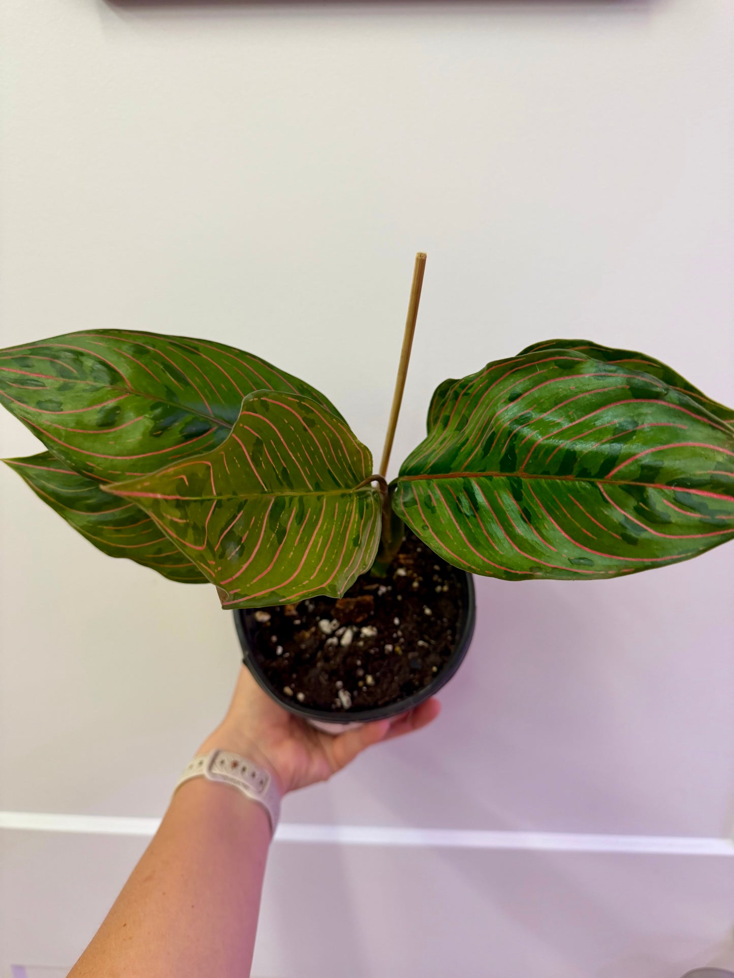 Red Army Camo Aglaonema 6in
