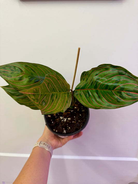 Red Army Camo Aglaonema 6in