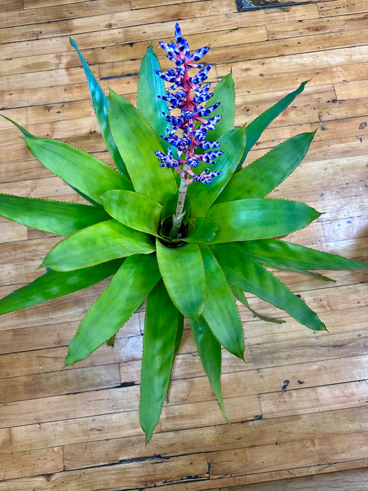 Bromeliad Aechmea Del Mar 6in