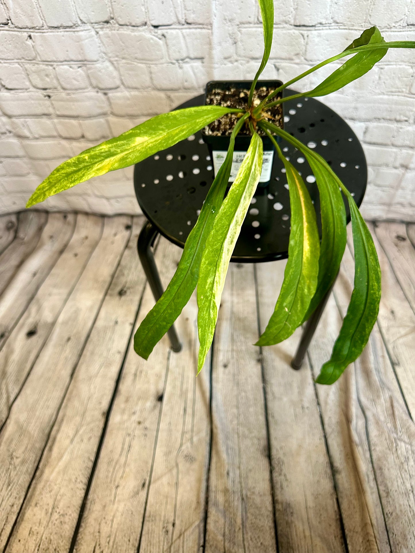 Anthurium Vittariifolium Variegated 4in