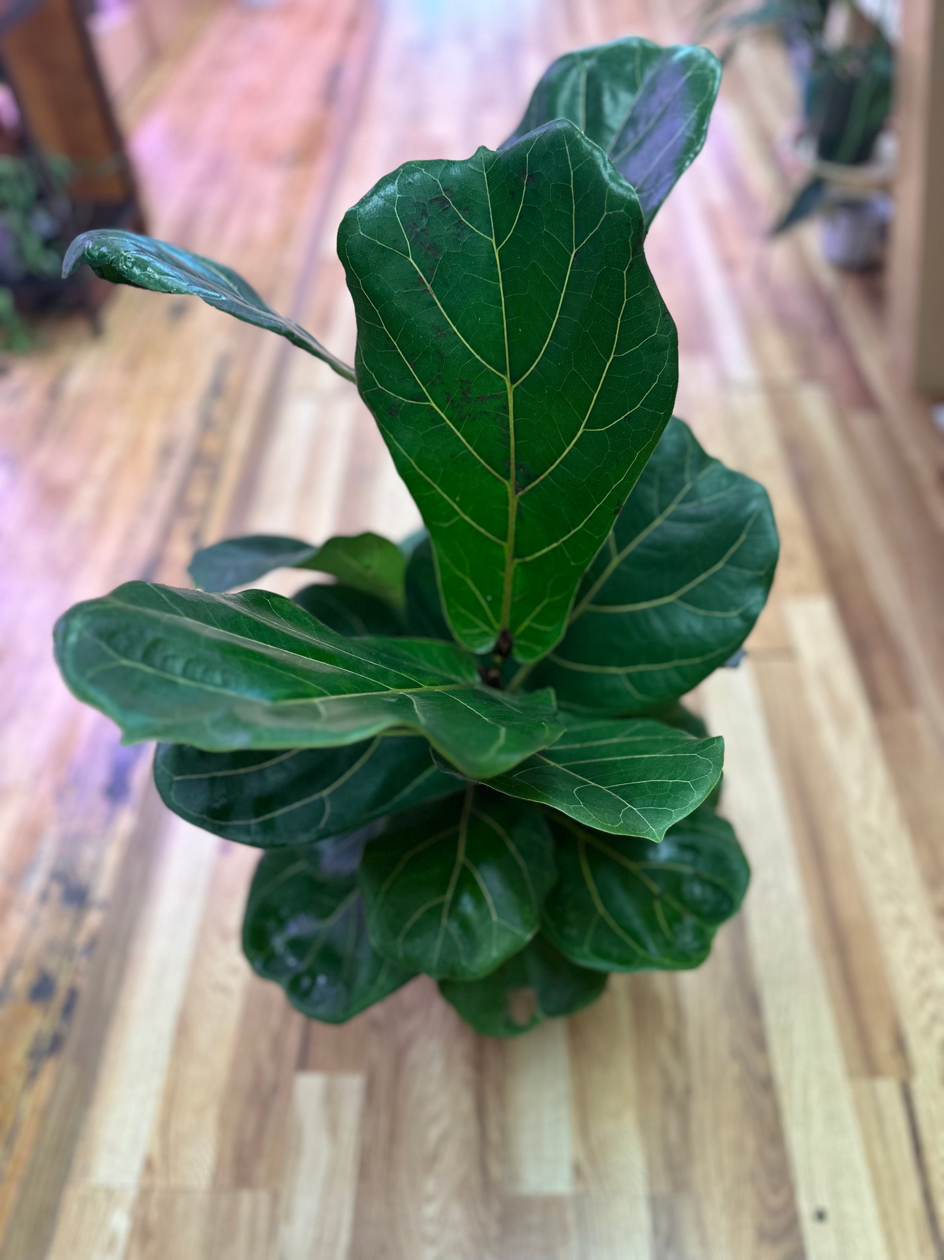 fiddle leaf fig 2 stems Fiddle Leaf Fig 2 Gallon