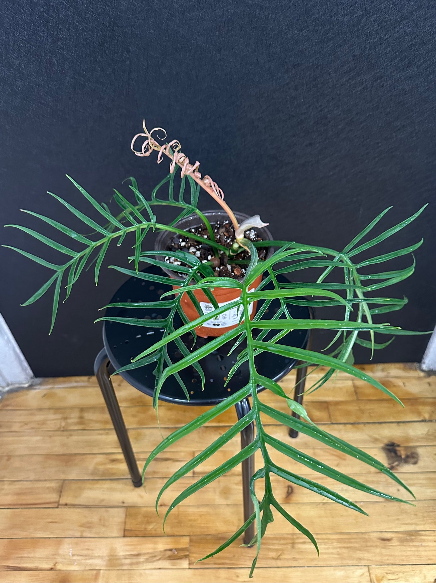 Philodendron Tortum 6in