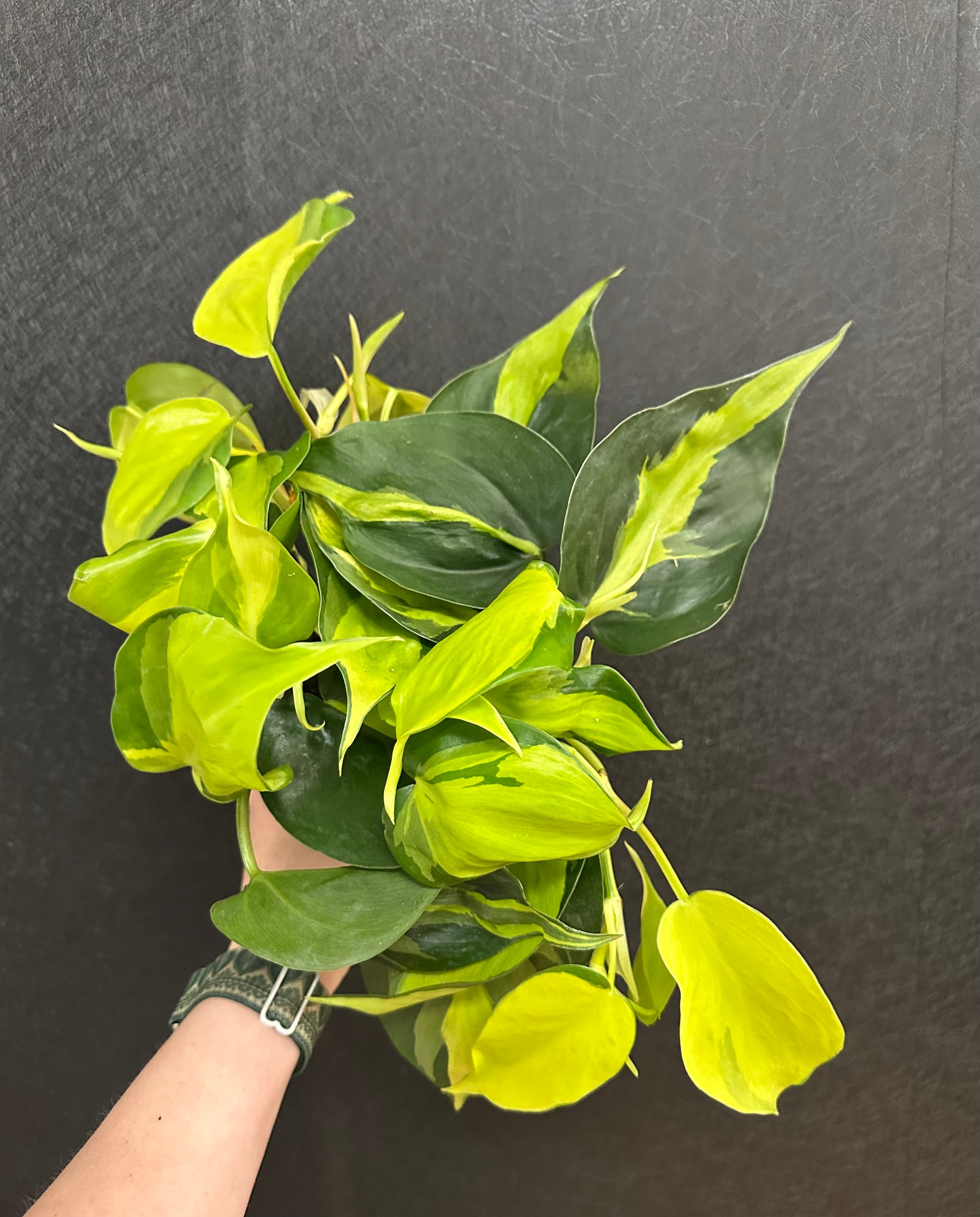 brasil philodendron flowers Brasil Philodendron 4in – Blossom + Branch Houseplants