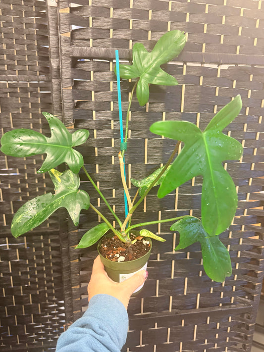 Florida Beauty Sunrise Philodendron 4in