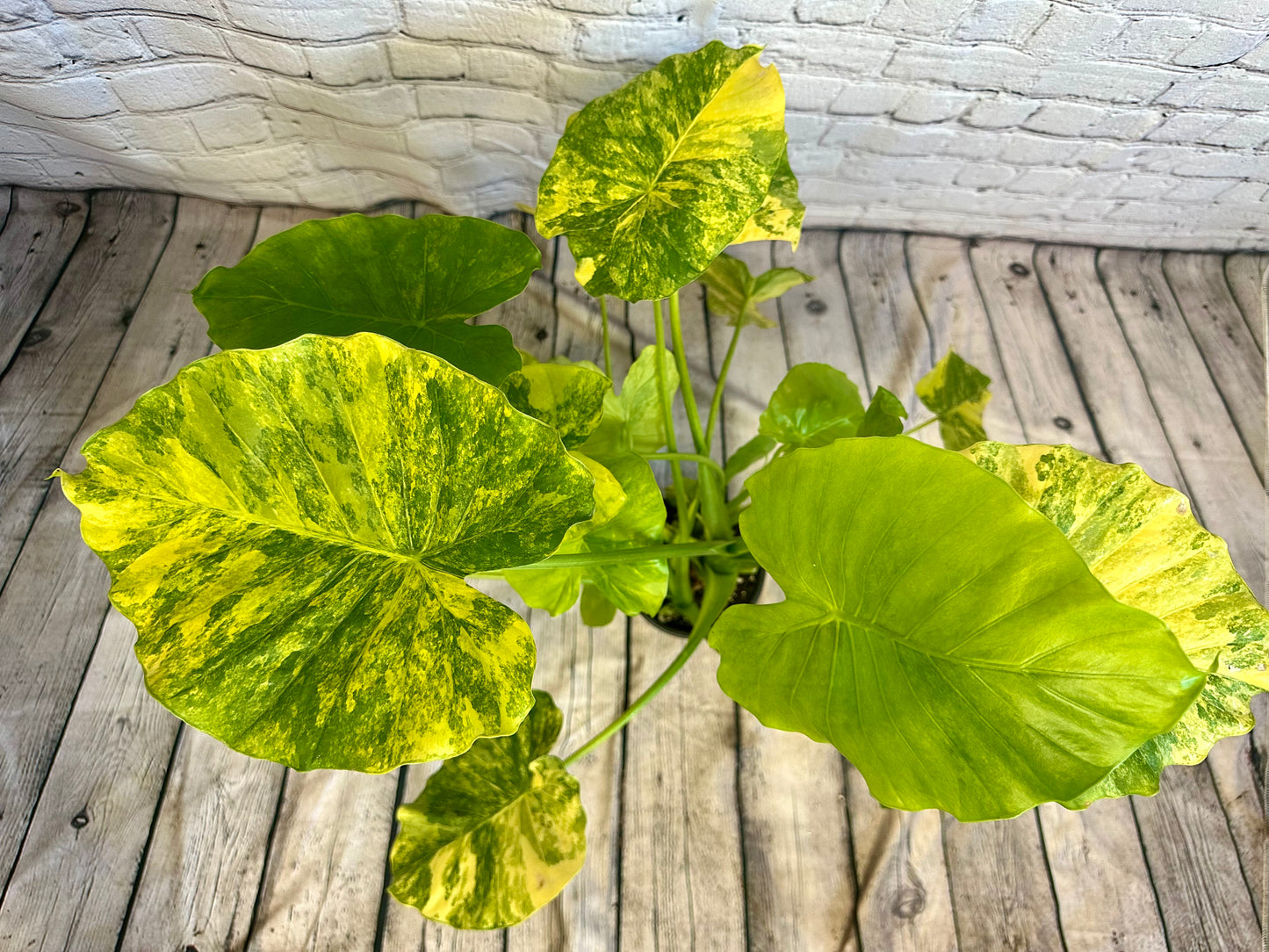 Alocasia Odora Yellow, Var.