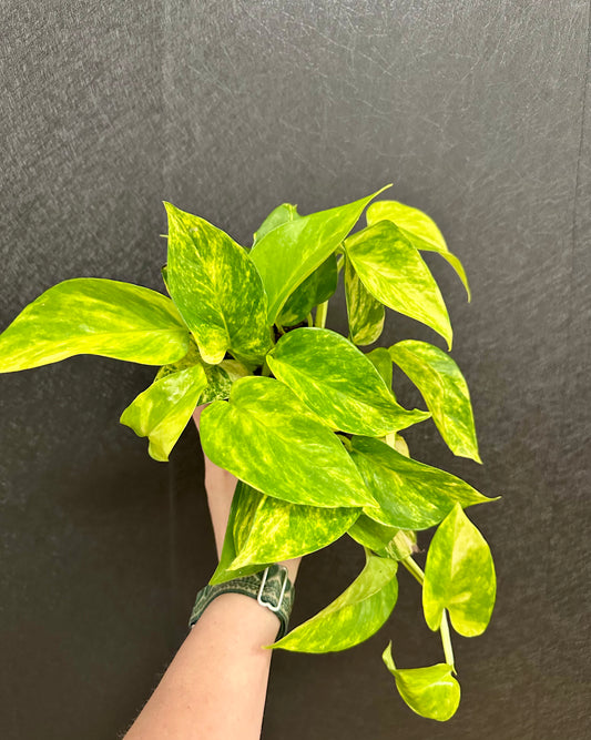 Golden Pothos- hi color 4in
