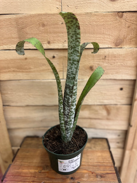 Quesnelia marmorata 4in