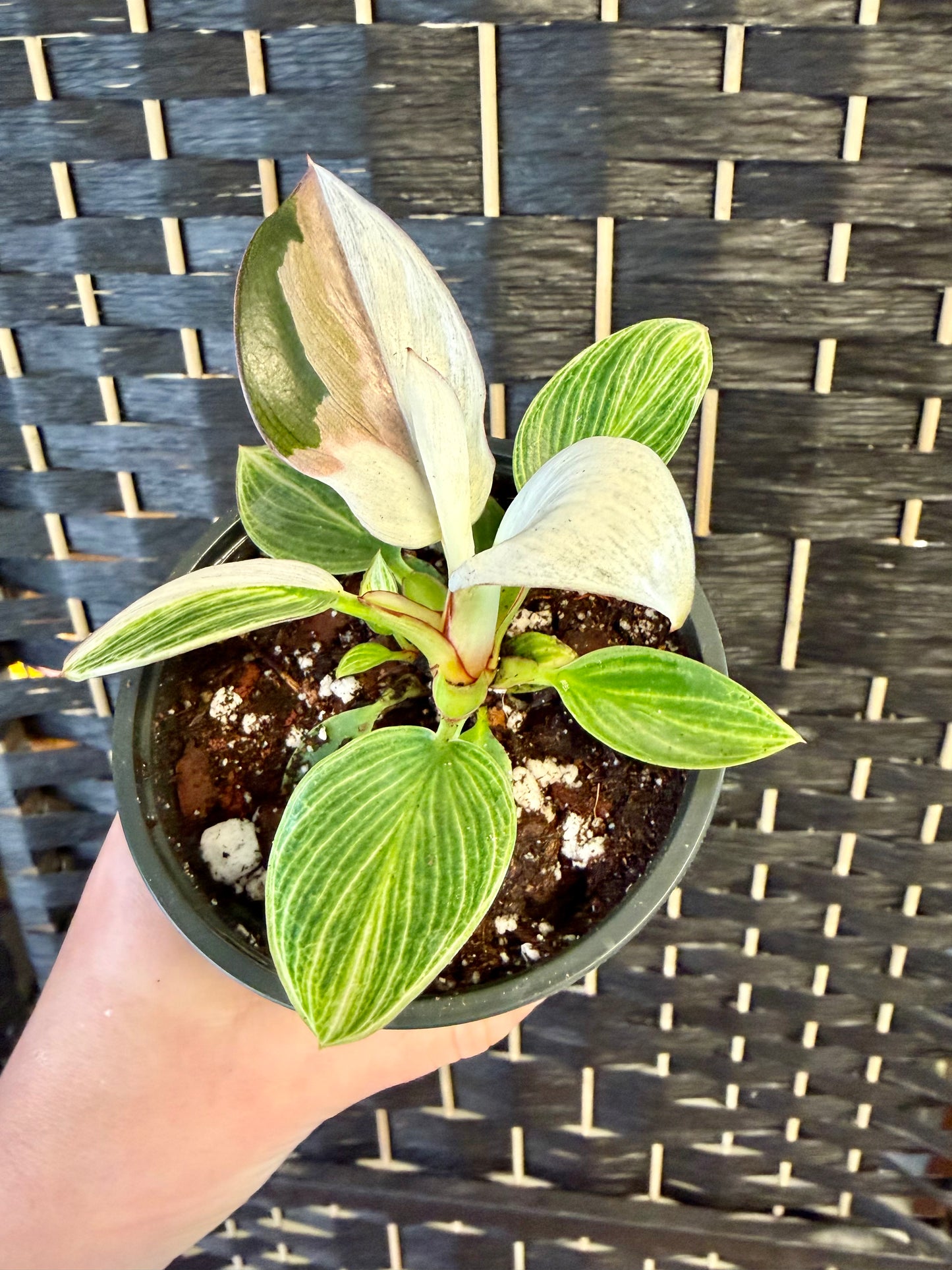 Birkin Variegated Philodendron 4in