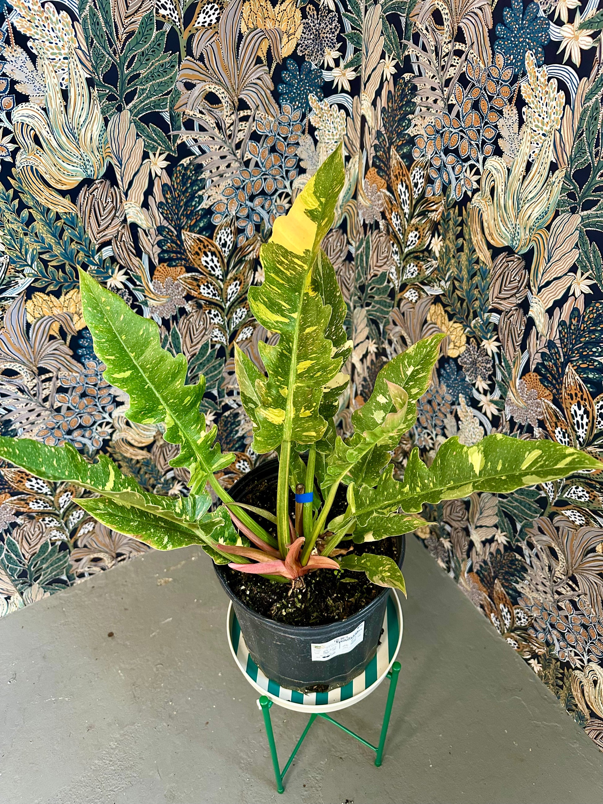 philodendron ring of fire size Ring of Fire Philodendron 2 Gallon – Blossom + Branch Houseplants