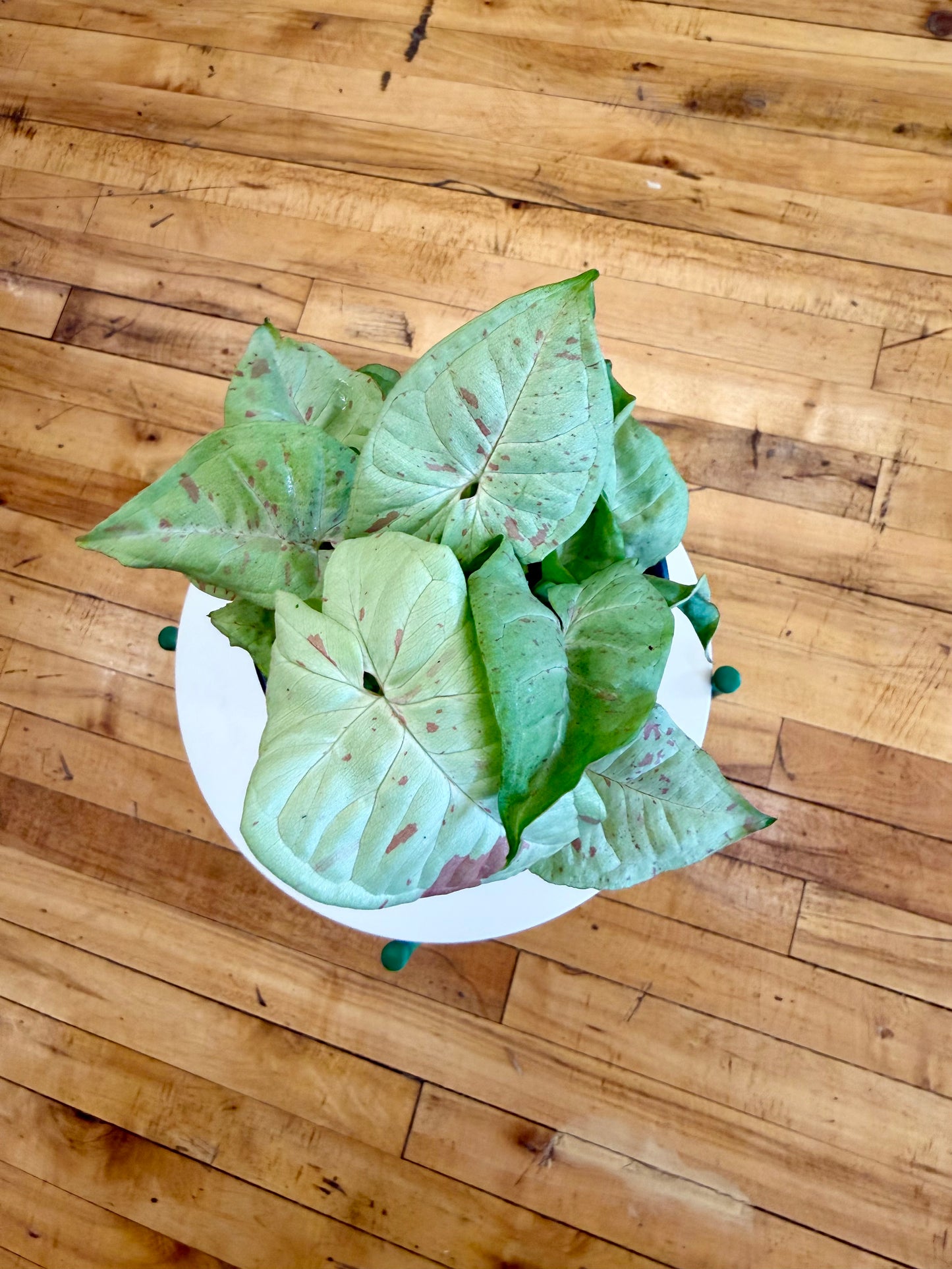 Milk Confetti Syngonium 4in