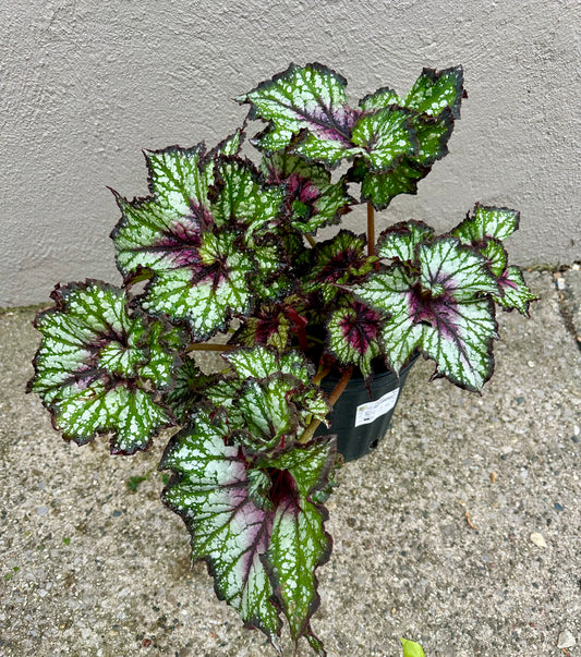 Curly Cherry Mint Begonia 2 gallon