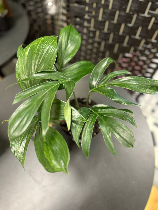 Variegated Dragons Tail Rhaphidophora 6in