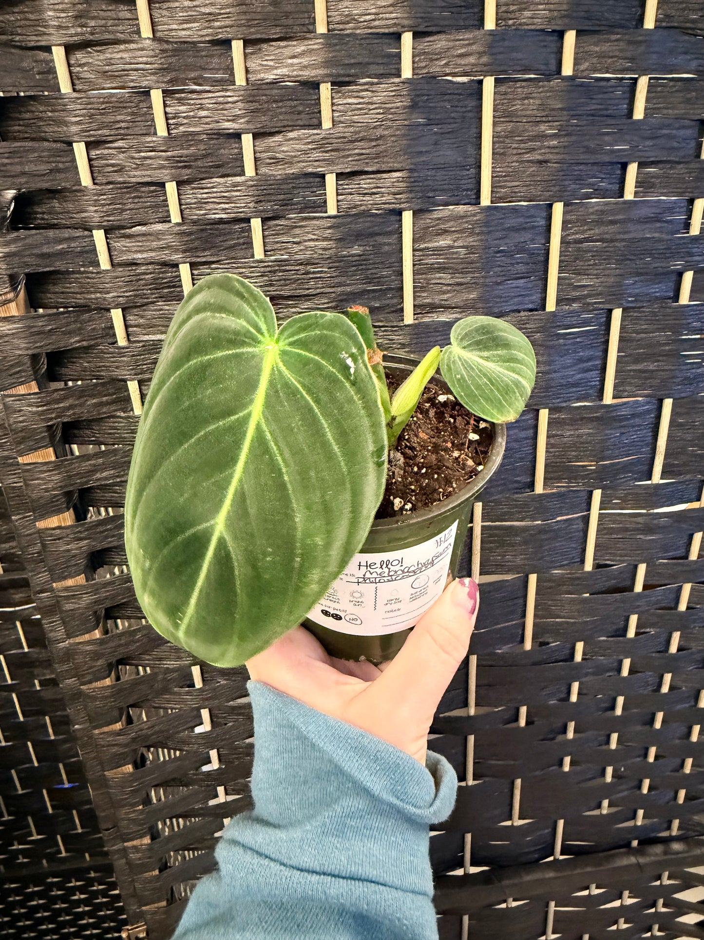 Philodendron Melanochrysum 4in