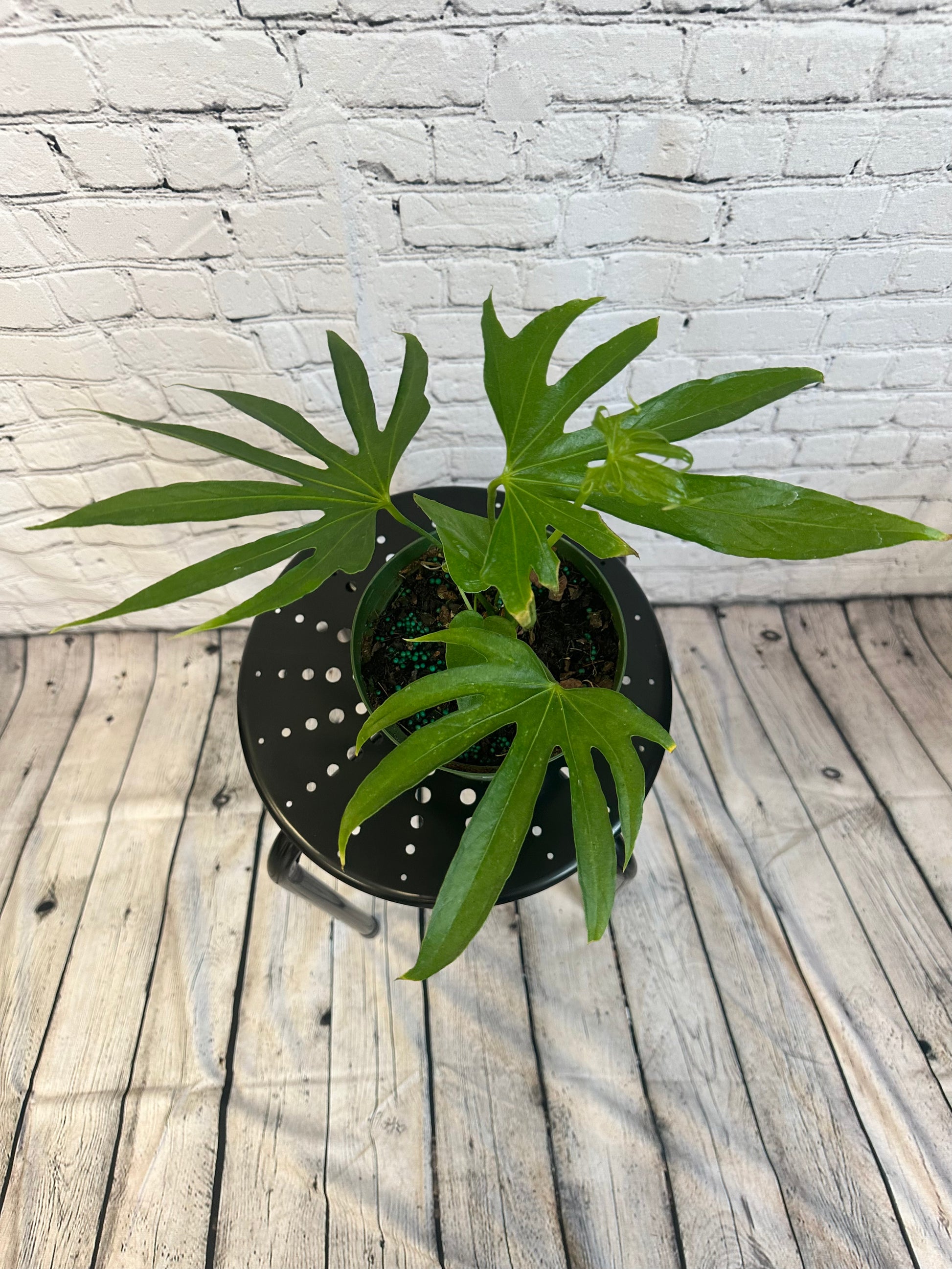 fingers anthurium Anthurium Fingers
