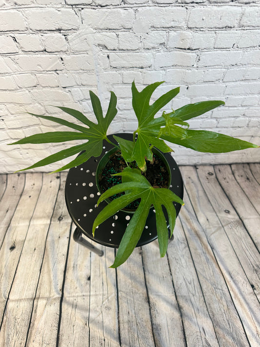 Anthurium Fingers